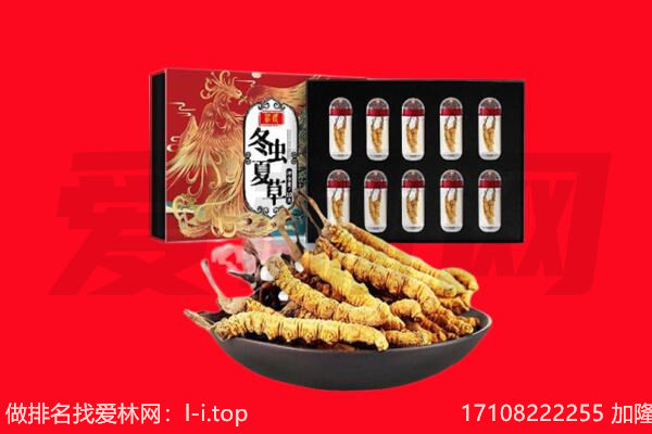 普定县回收虫草.jpg